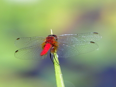 Aethriamanta nymphaeae