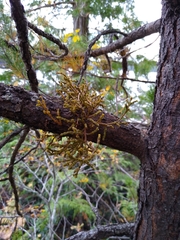 Arceuthobium tsugense contortae