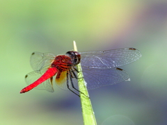 Aethriamanta nymphaeae