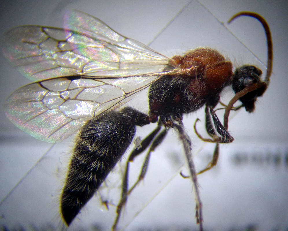 Physetopoda portschinskii