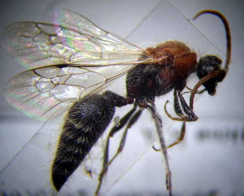 Physetopoda portschinskii