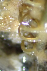 Mopalia porifera