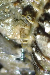 Mopalia porifera