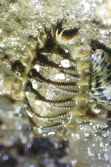 Mopalia porifera
