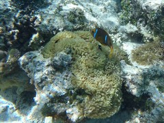 Amphiprion chrysopterus