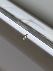 Sarucallis kahawaluokalani