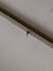 Sarucallis kahawaluokalani