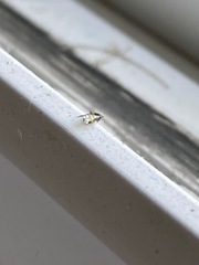 Sarucallis kahawaluokalani