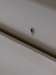 Sarucallis kahawaluokalani