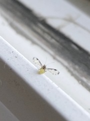 Sarucallis kahawaluokalani