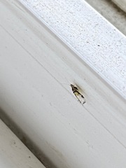 Sarucallis kahawaluokalani