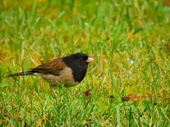 Junco hyemalis