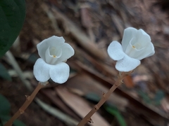 Didymoplexis pallens