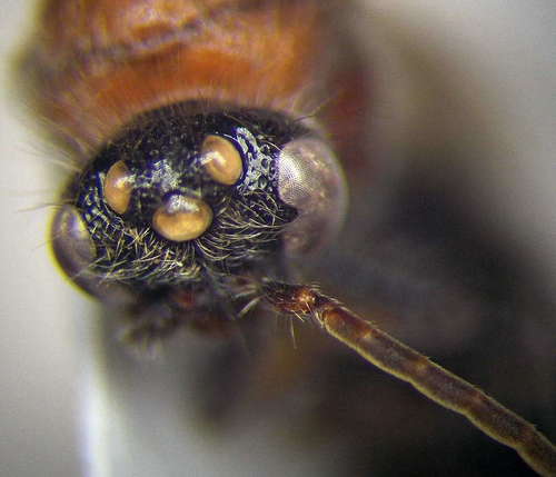 Physetopoda portschinskii