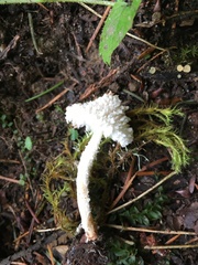 Cystolepiota seminuda