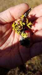 Vulpicida canadensis