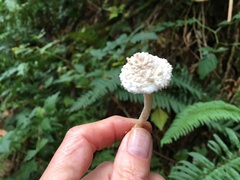 Cystolepiota seminuda