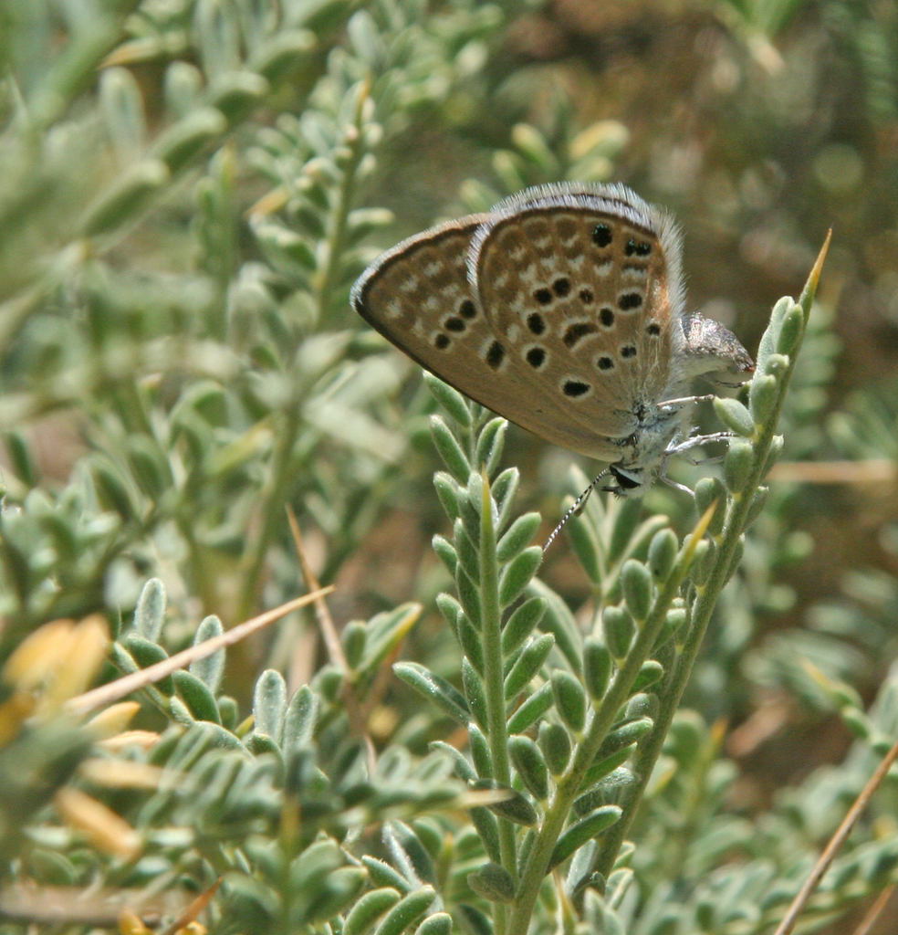 Afarsia morgiana