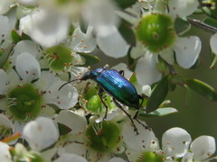 Lepturidea viridis