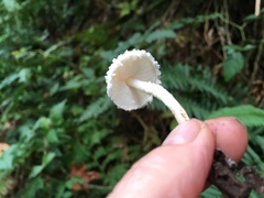Cystolepiota seminuda