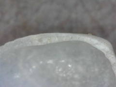Nucula hawaiensis