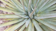 Agave utahensis