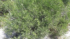 Olea exasperata