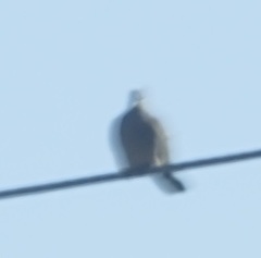 Streptopelia chinensis