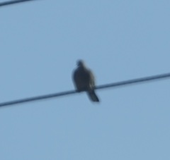 Streptopelia chinensis