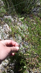 Dasispermum suffruticosum