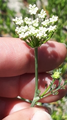 Dasispermum suffruticosum