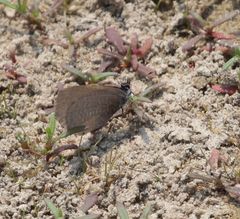 Pseudonacaduba sichela sichela