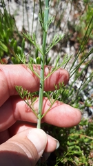 Dasispermum suffruticosum