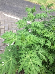 Ambrosia arborescens