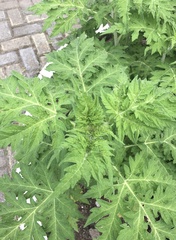 Ambrosia arborescens