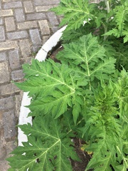 Ambrosia arborescens