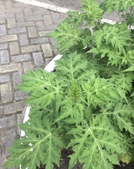 Ambrosia arborescens