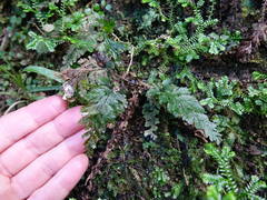 Abrodictyum elongatum