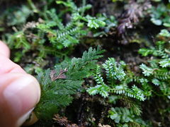 Abrodictyum elongatum