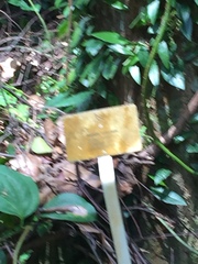 Hopea odorata