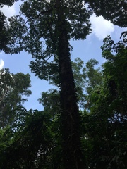 Hopea odorata