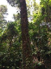 Hopea odorata