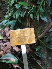 Hopea odorata