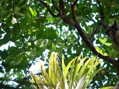Pittosporum cornifolium