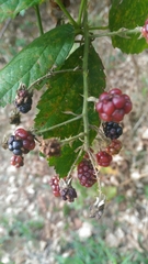 Rubus