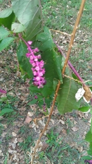 Phytolacca americana