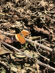 Asterocampa idyja argus