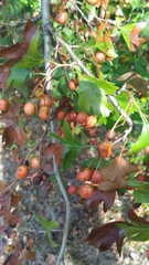 Crataegus monogyna