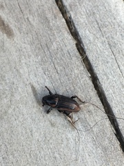 Sphenophorus brunnipennis