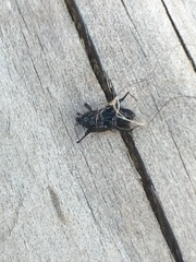 Sphenophorus brunnipennis